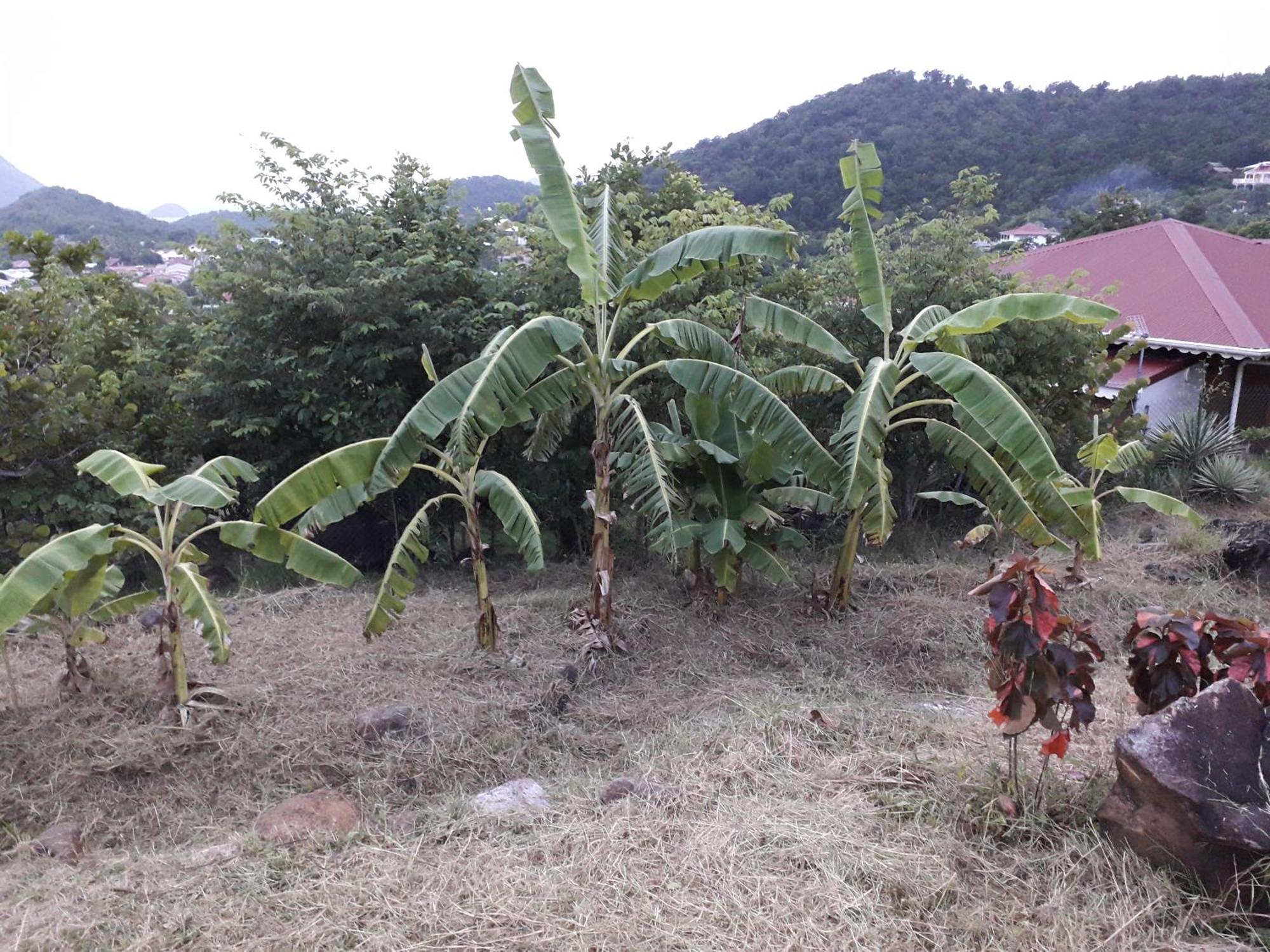 Ti Kaz Anoli Vue Epoustouflante Sur La Baie Villa Terre-de-Bas ภายนอก รูปภาพ